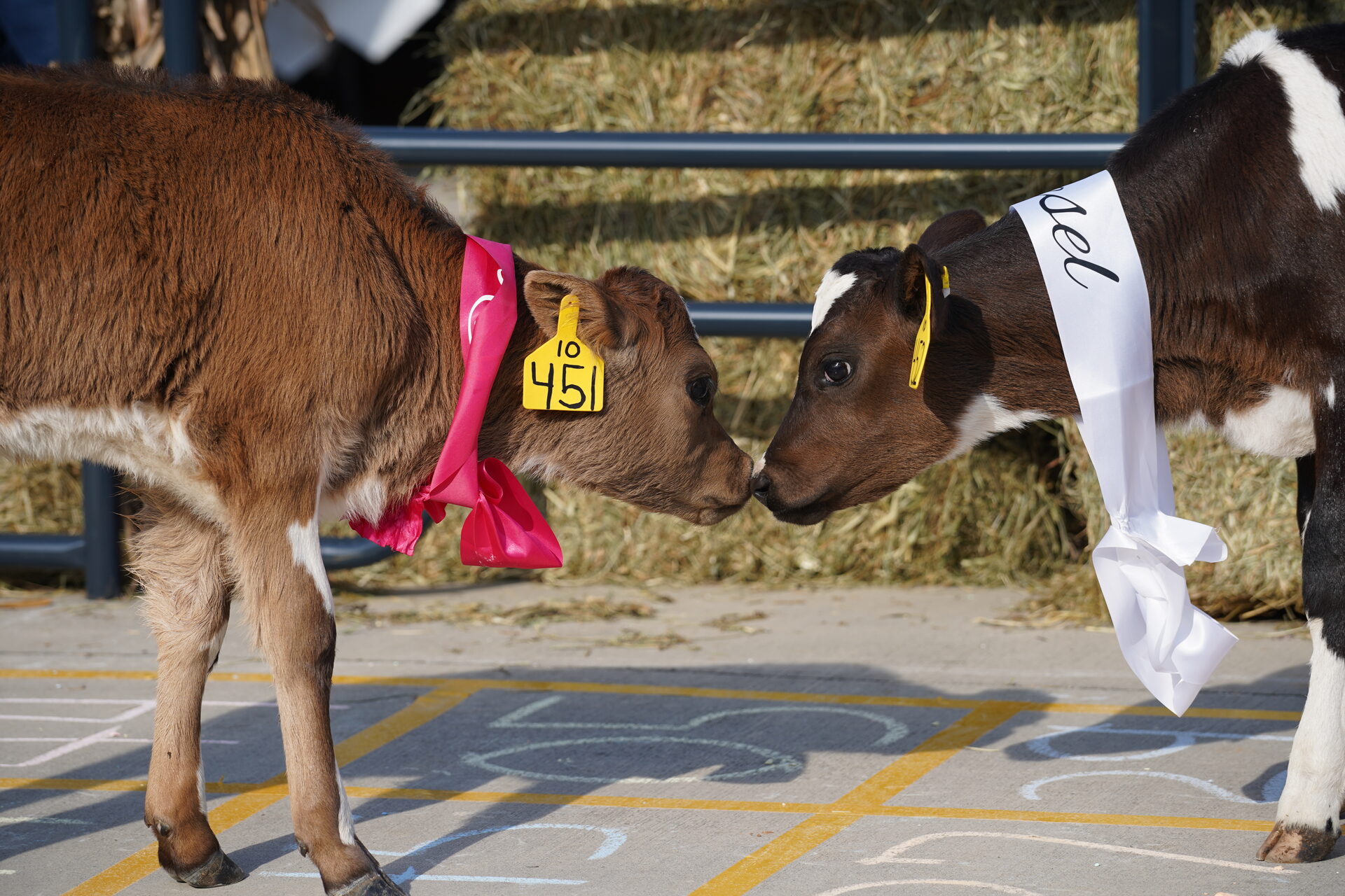 Cow Pie Bingo event
