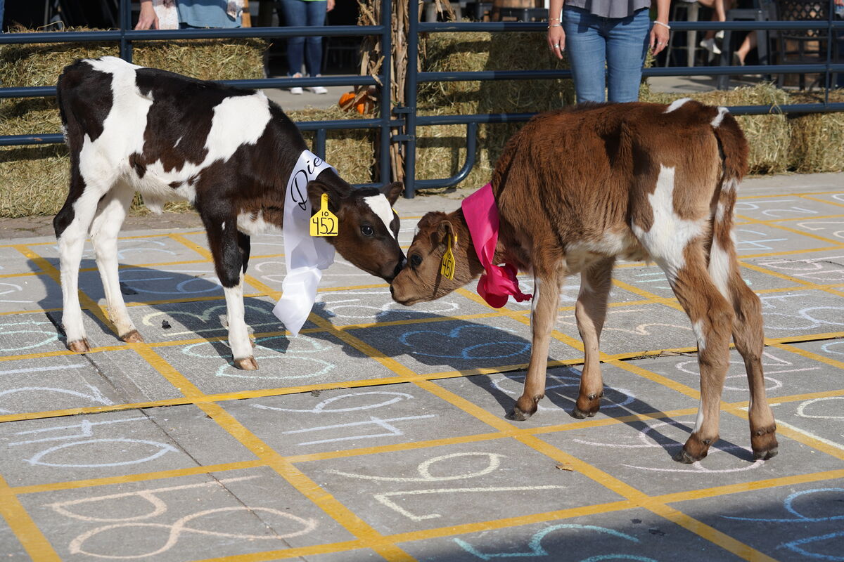 Cow Pie Bingo — food and merchandise